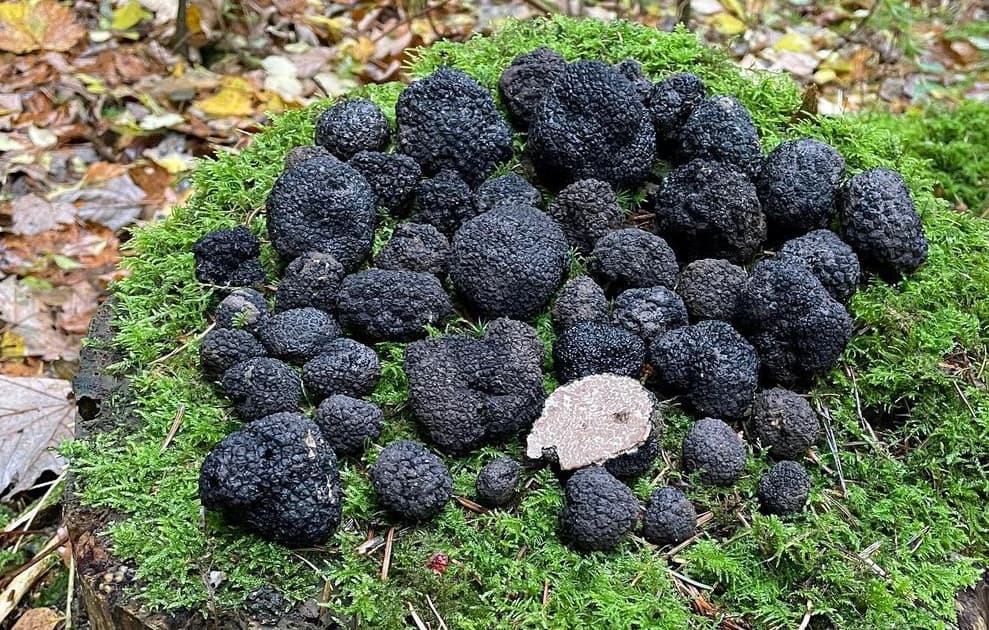 Truffes en forêt
