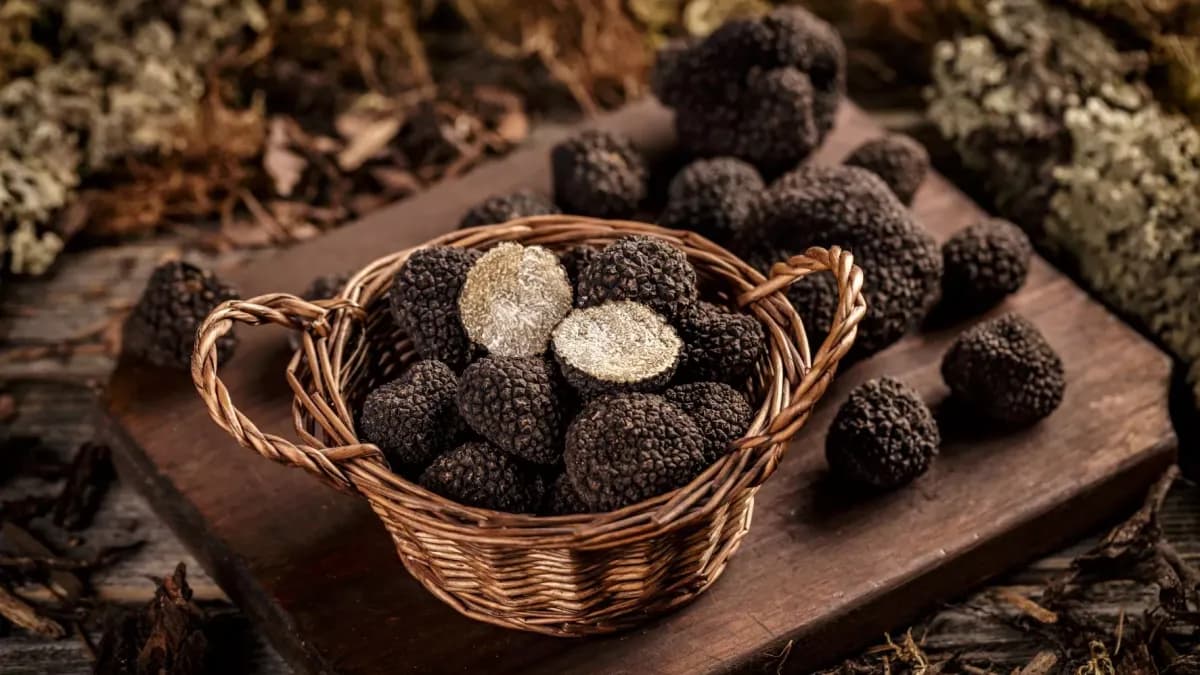 Das goldene Zeitalter der Schwarztrüffel